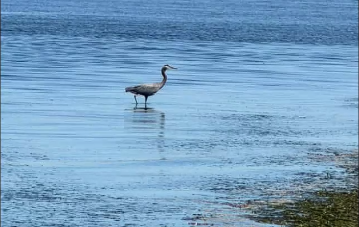 Low tide at Dash Point State Park