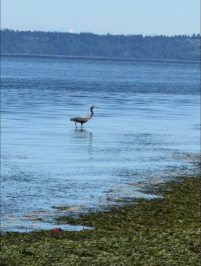 Low tide at Dash Point State Park